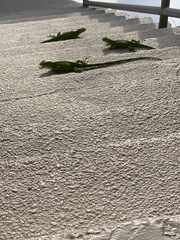 Iguana iguana
