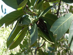 Quercus praineana