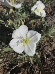 Oenothera coronopifolia