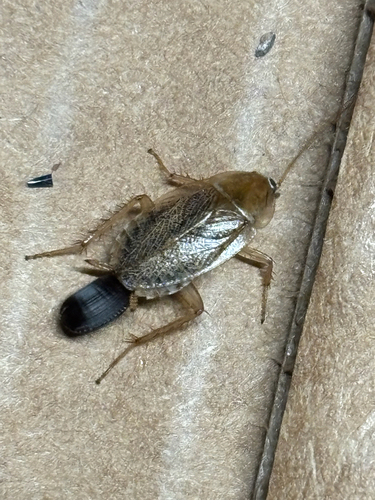 Variable Cockroach