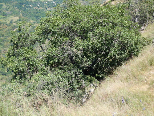 Quercus praineana