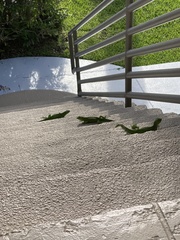 Iguana iguana
