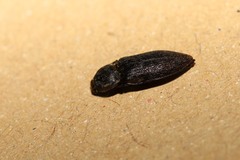 Prosternon tessellatum