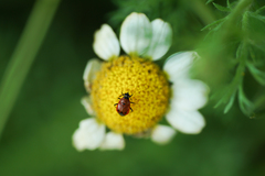 Deraeocoris punctum