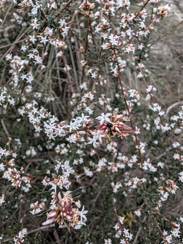 Brachyloma depressum, 2026-09-24