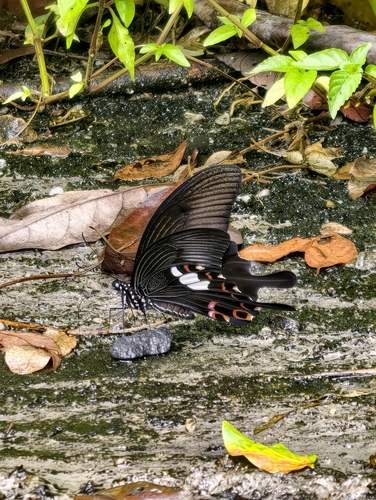 Red Helen Swallowtail