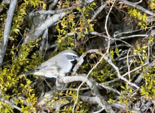 Black-throated Sparrow