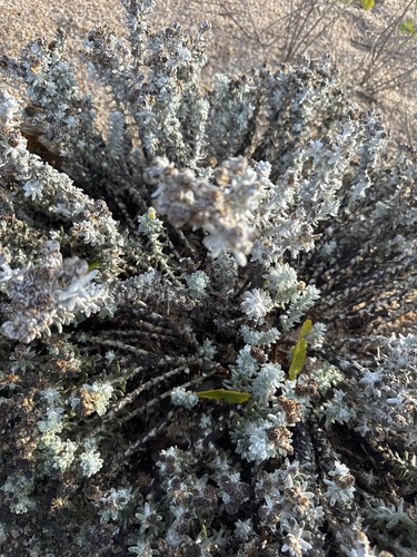 Cottonweed