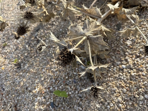Sea Holly