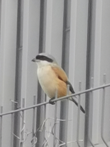 Long-tailed Shrike