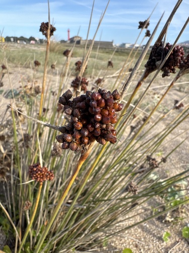 spiny rush