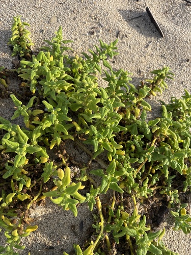 New Zealand Spinach