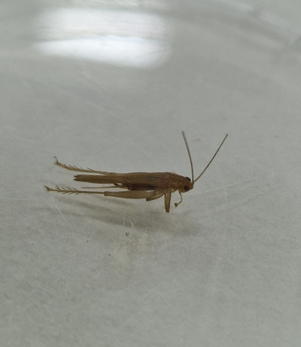Reed-cricket