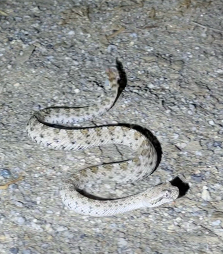 Sidewinder