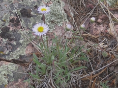 Erigeron vetensis