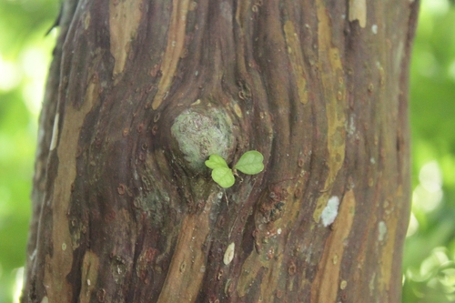 Lophomyrtus obcordata, 2026-10-01