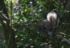 Sciurus carolinensis