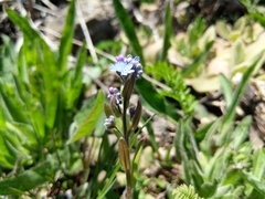 Myosotis sylvatica