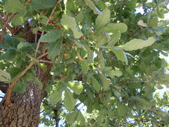 Quercus subspathulata
