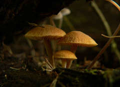 Gymnopilus eucalyptorum