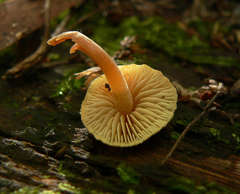 Gymnopilus eucalyptorum