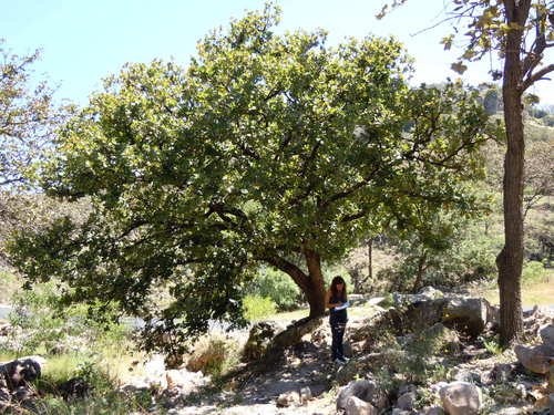 Quercus subspathulata