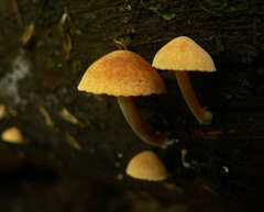 Gymnopilus eucalyptorum