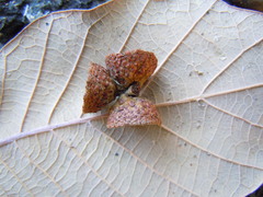 Quercus subspathulata