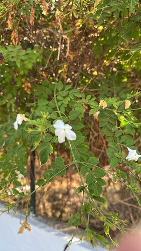 Jasminum officinale observed 2026-10-01