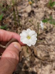 Stylisma pickeringii