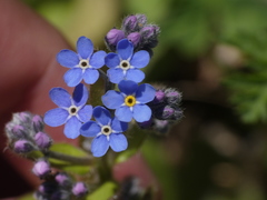 Myosotis sylvatica