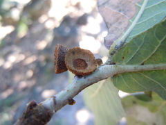 Quercus subspathulata