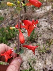 Penstemon murrayanus