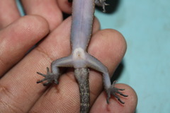 Cyrtodactylus marmoratus