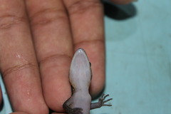 Cyrtodactylus marmoratus