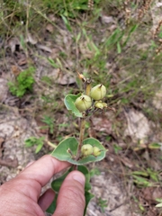 Penstemon murrayanus
