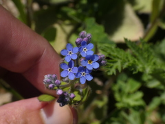 Myosotis sylvatica