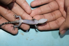 Cyrtodactylus marmoratus