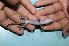 Cyrtodactylus marmoratus