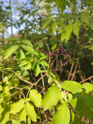 European black elderberry