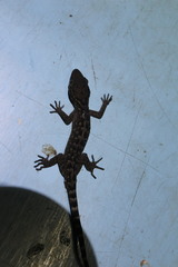 Cyrtodactylus marmoratus