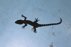 Cyrtodactylus marmoratus