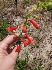 Penstemon murrayanus