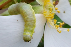 Cosmia trapezina