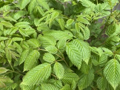 Aruncus