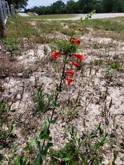 Penstemon murrayanus