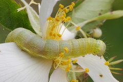 Cosmia trapezina