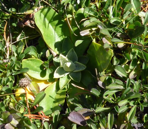 Bear's Ear