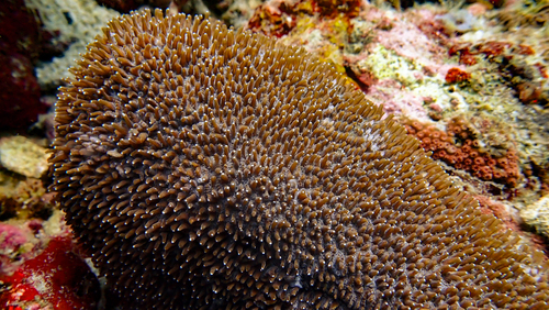 Polyphyllia talpina observed 2026-09-16