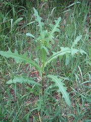 Lactuca serriola